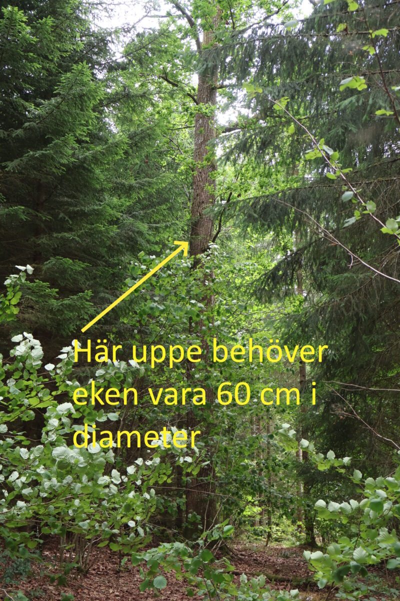 Till breda golvplank behövs en grov ek