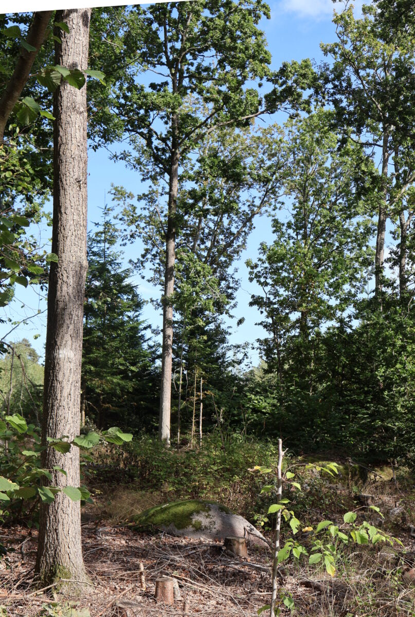 Fina ekar i nordöstra Skåne