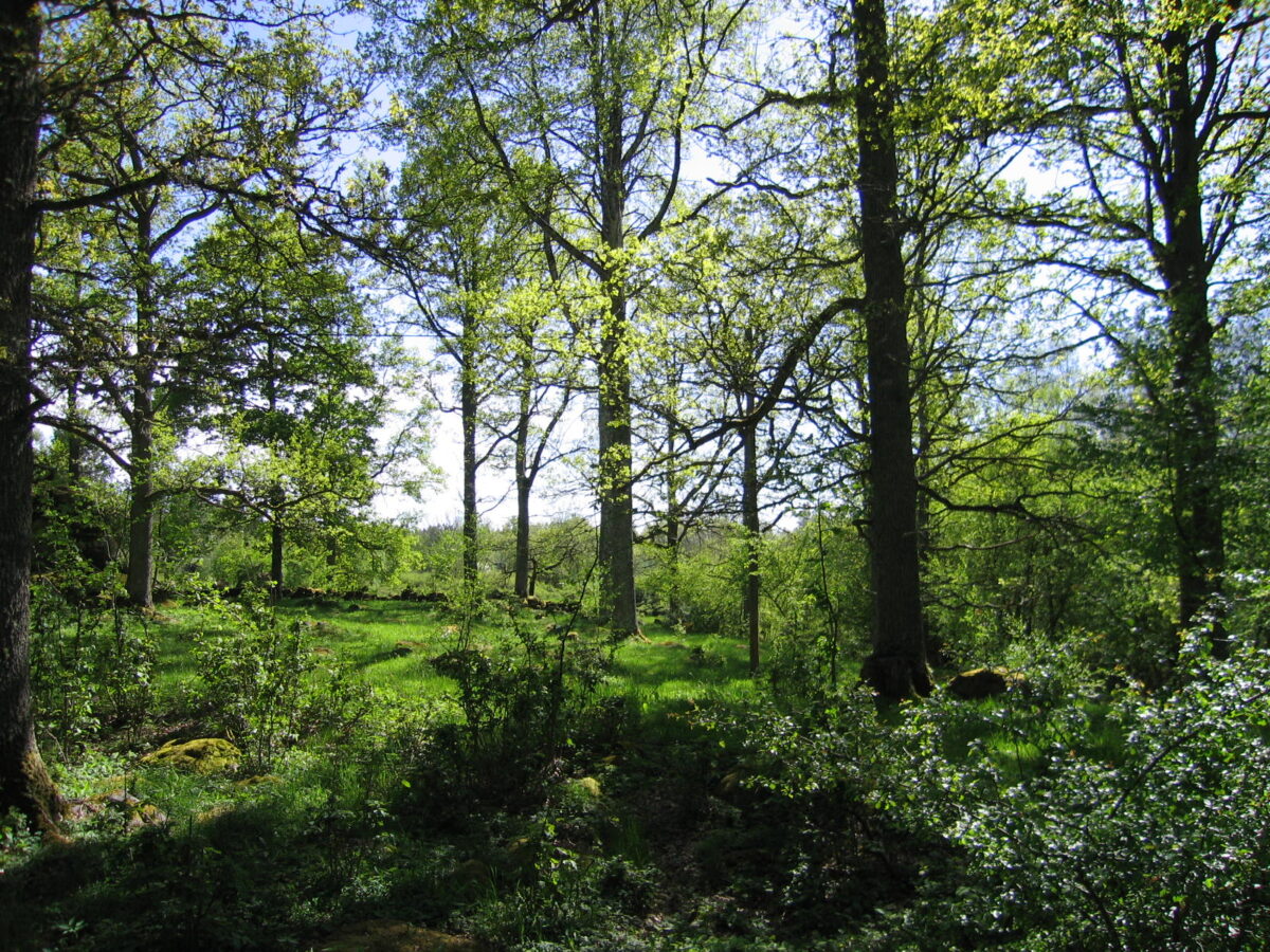 Blandskog med ek och lind